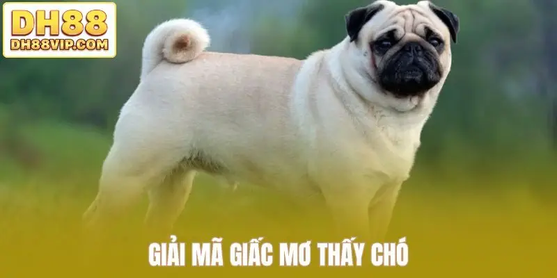 Giải mã giấc mơ thấy chó